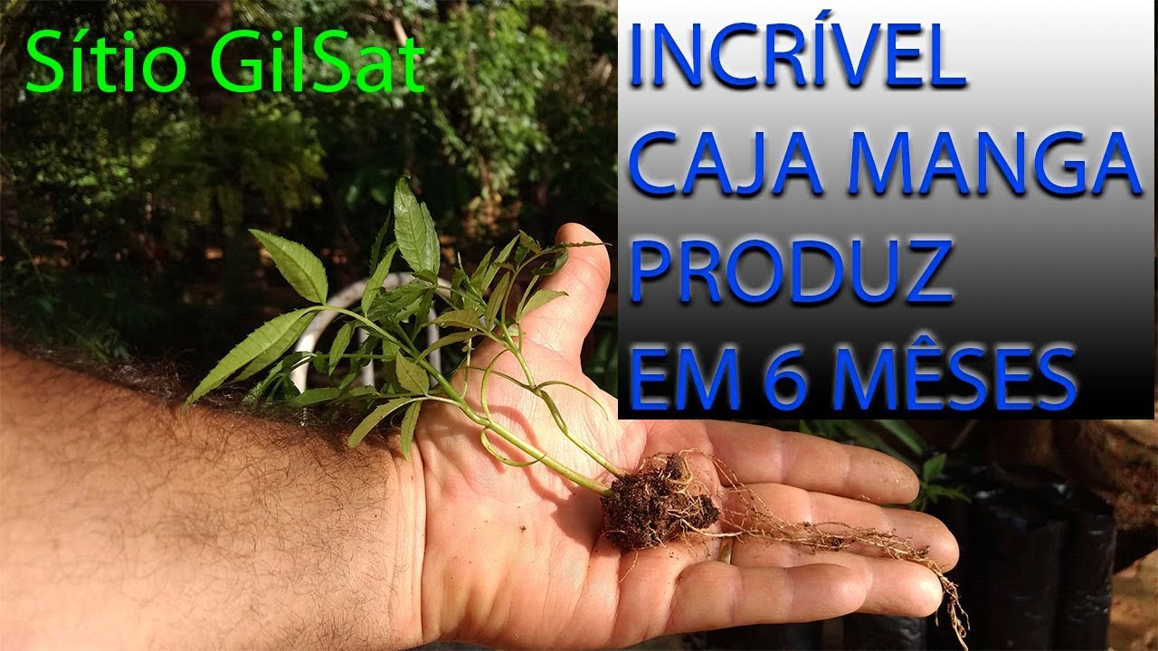 INCRÍVE CAJA MANGA PRODUZ EM 6 MÊSES DE PLANTADO A SEMENTE  #SítioGilSat