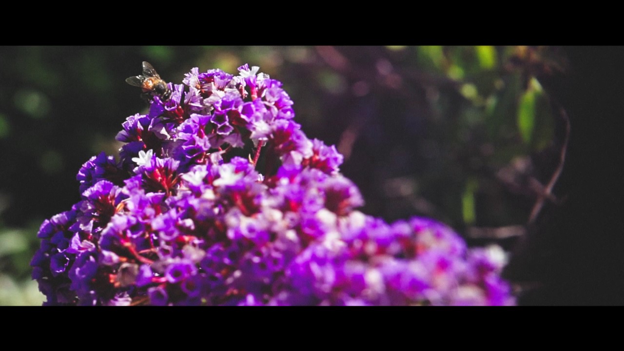 CHON - Continue?