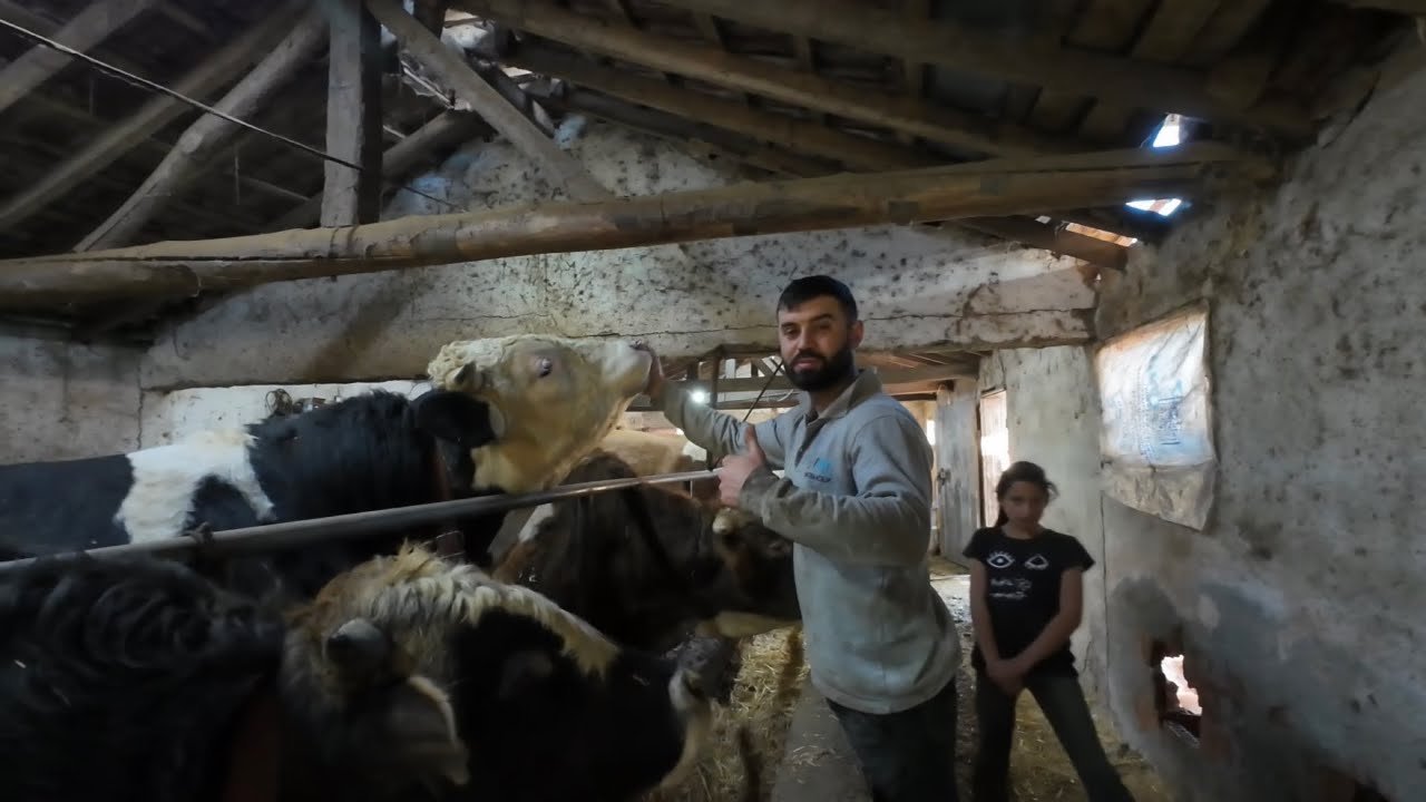 Kurbanlıklarımızın Satışları Başladı Akbaş Satıldı!! Günlük 1.8 KG Alan Simental Kurbana Kadar Devam