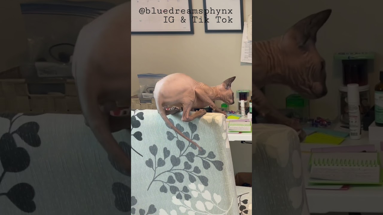 Potmom420 Sphynx Cat 🐈&zwj;⬛   Follow IG and TikTok @bluedreamsphynx                #shorts #sphynx