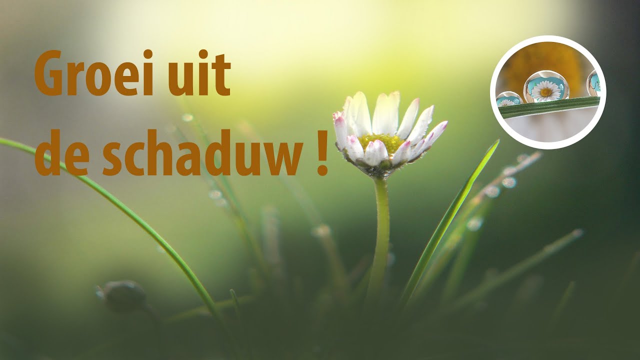 Groeien naar het licht ! Een weg uit de schaduw.