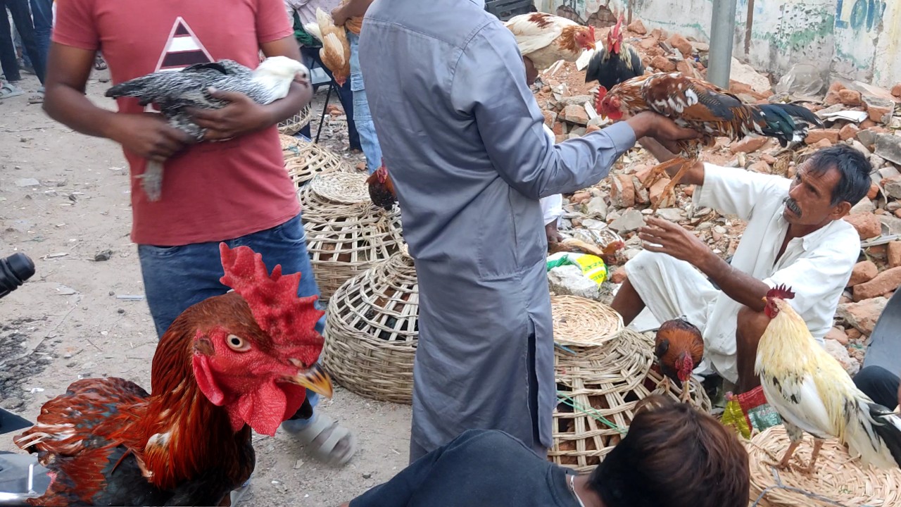 Erragadda Sunday Birds And Pets Market Hyderabad Telangana 8March2026