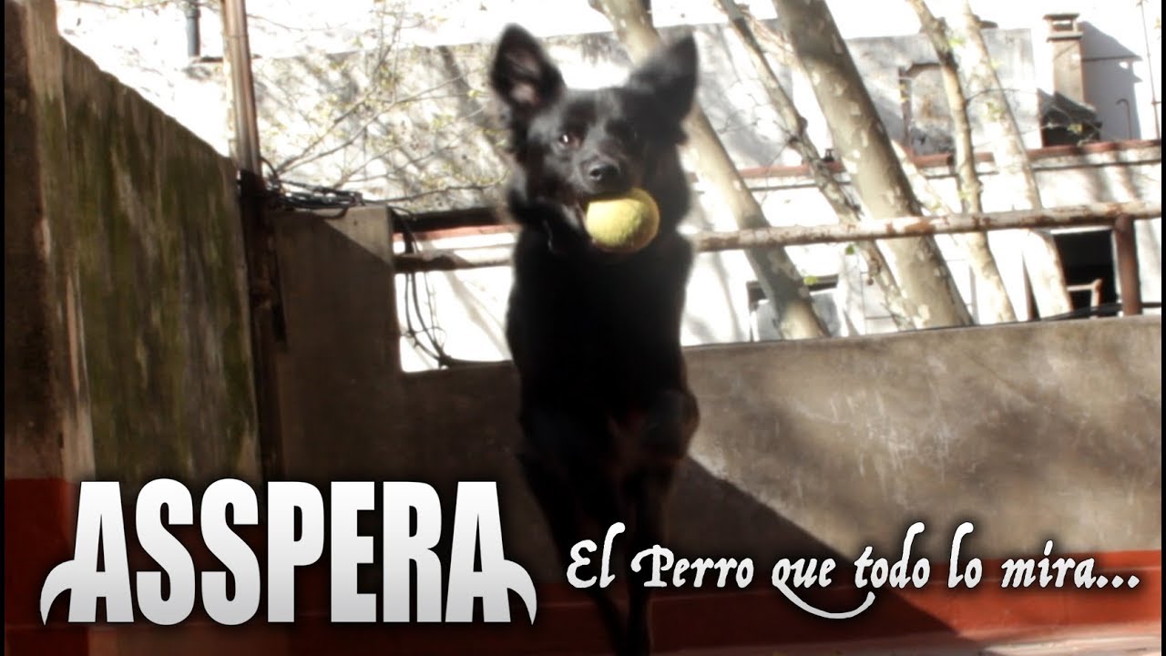 Asspera - El Perro que todo lo Mira - Video Oficial (2019)