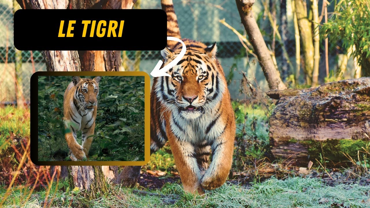 LE 5 SPECIE DI TIGRI ESISTENTI E LE LORO DIFFERENZE - Famiglia Suricame Animali