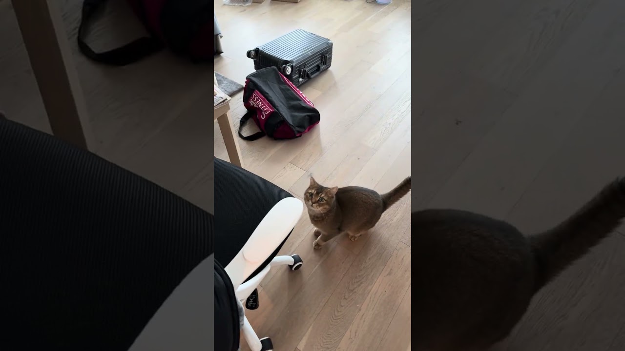 Cat behaviour video - Jan 1