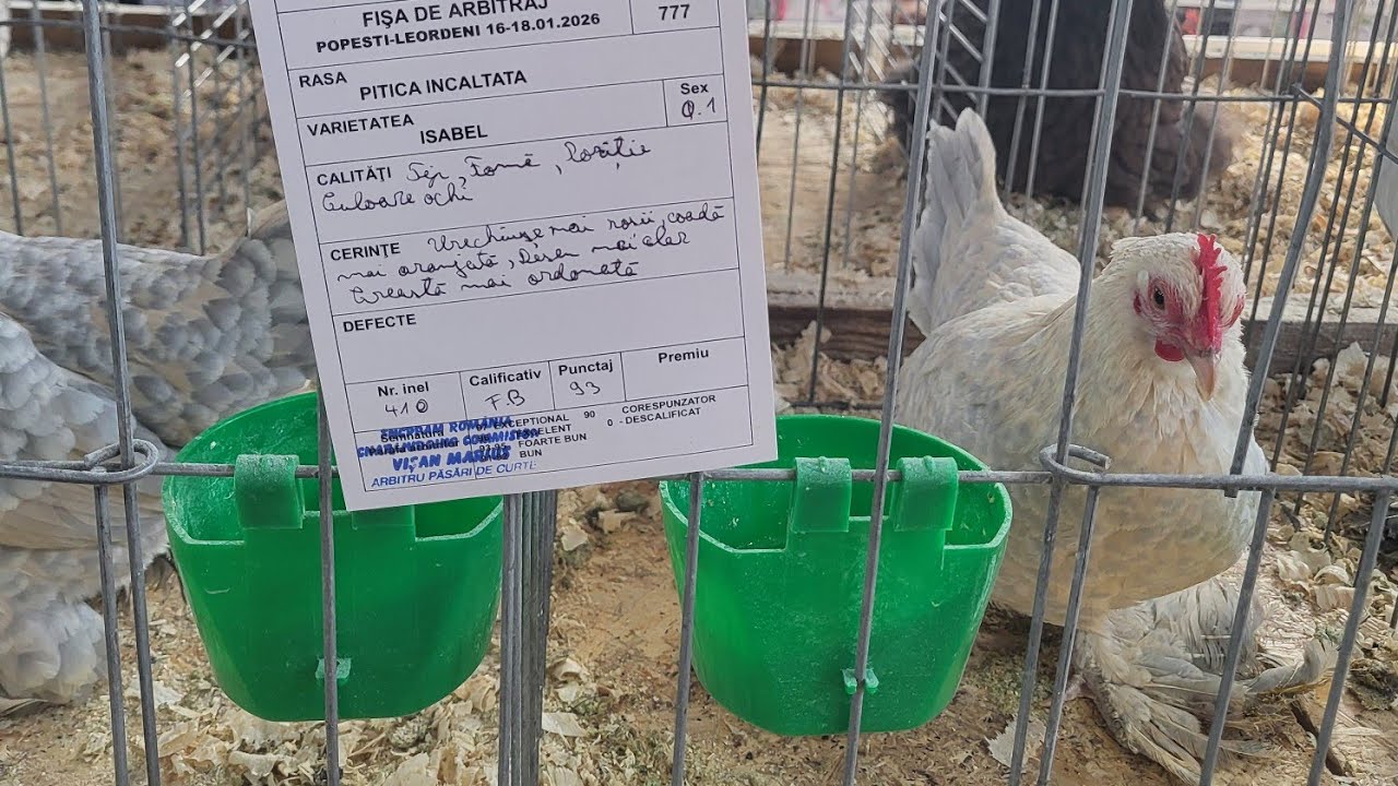 Păsările si iepuri de la expozitia asociatiei PAJURA!!-PREZENTARE