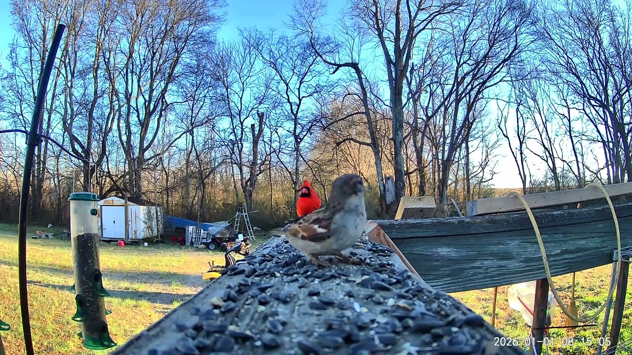 Red and brown birds snacking ASMR 
