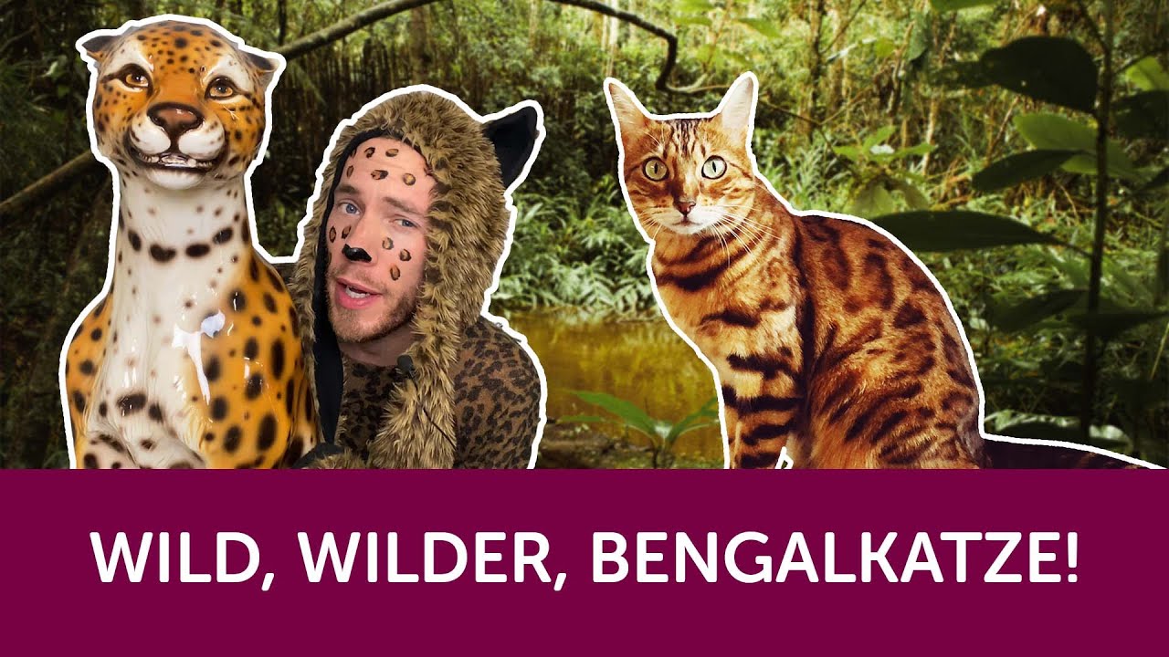 Roy präsentiert: Die Bengalkatze - der kleine Leopard im Rasseportrait