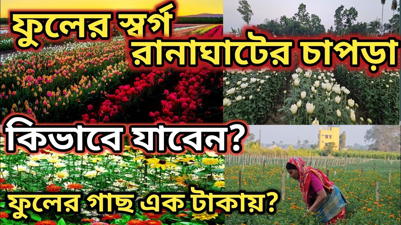 নতুন ফুলের স্বর্গ রানাঘাটের চাপড়া ঘুরে দেখুন এই ভাবে || Ranaghat Chapra Flower Valley || 