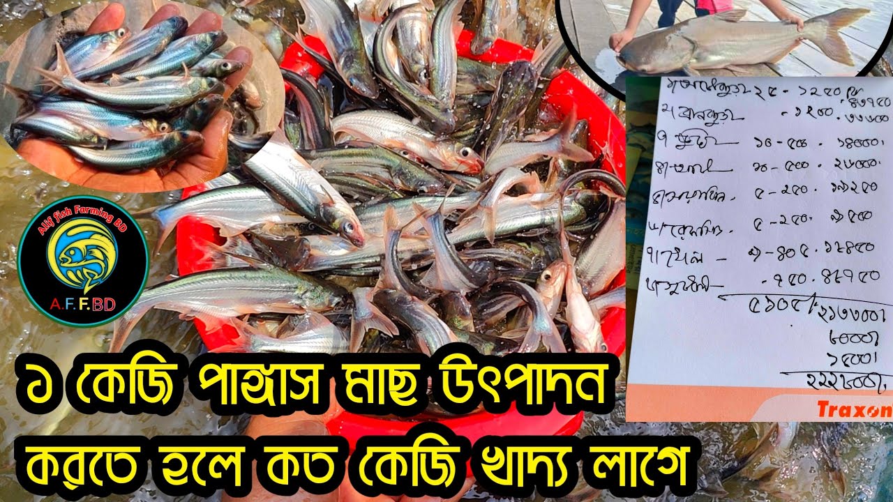 থাই পাঙ্গাস মাছ চেনার উপায় ও পুকুরে চাষে ৫ মাসে ২ কেজি ওজন হয় ও খাদ্য নিরাপত্তা|| 01710933563