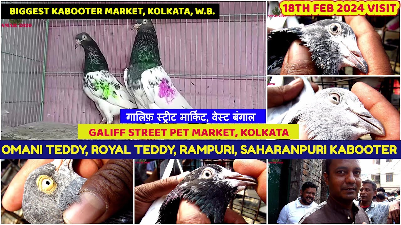 Omani Teddy, Royal Teddy, Saharanpuri High Flying Pigeon Seller| Galiff Street Market| 18th Feb 2024