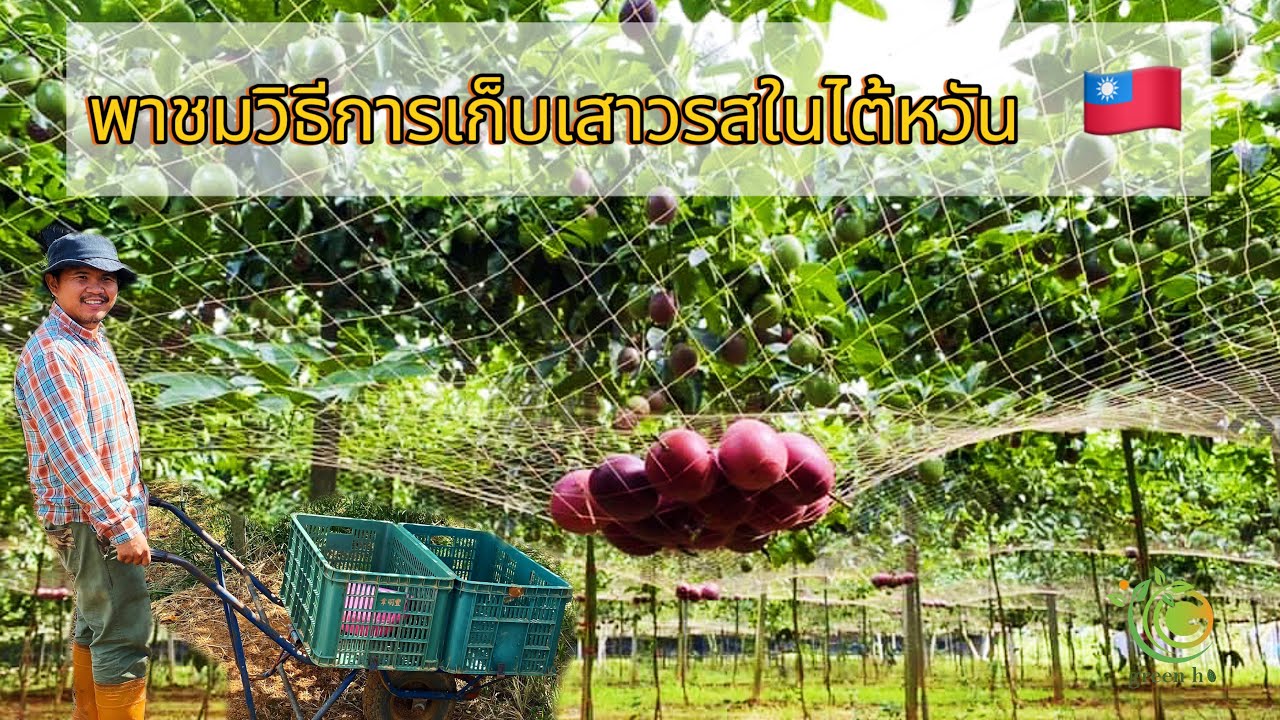 พาชมวิธีการเก็บเสาวรสในไต้หวัน 🇹🇼