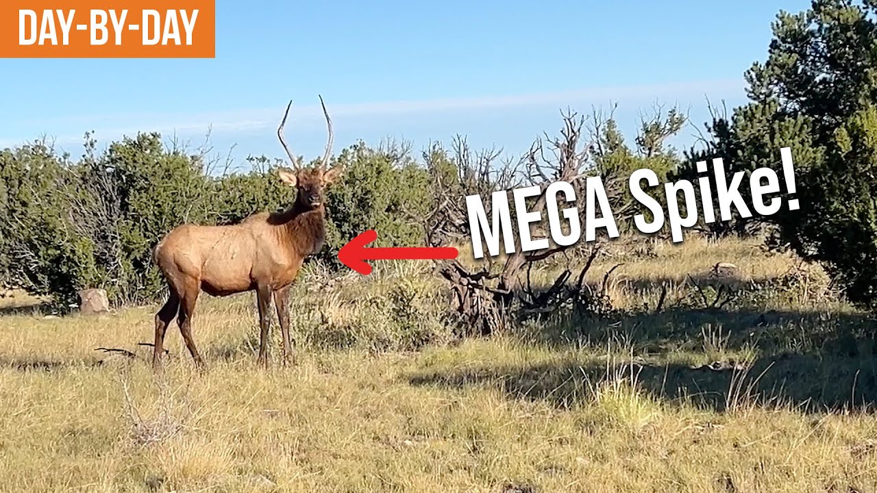 Это САМЫЙ БОЛЬШОЙ шип, который я когда-либо видел! | Arizona Elk (Эпизод 1)