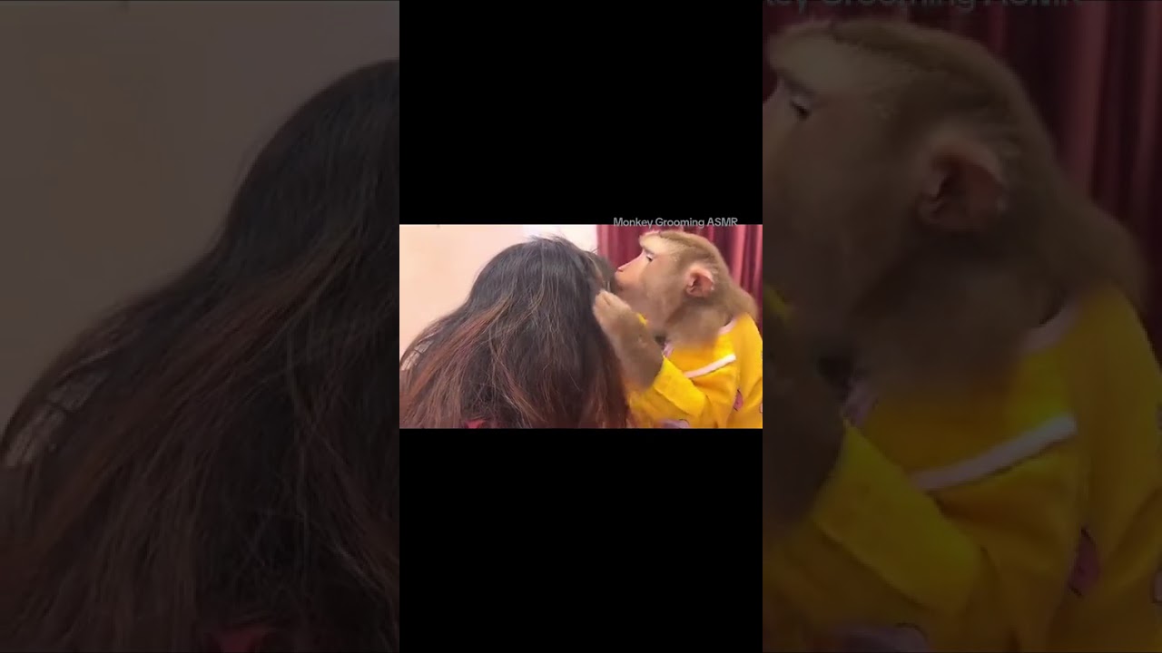 Monkey grooming ASMR #monkey