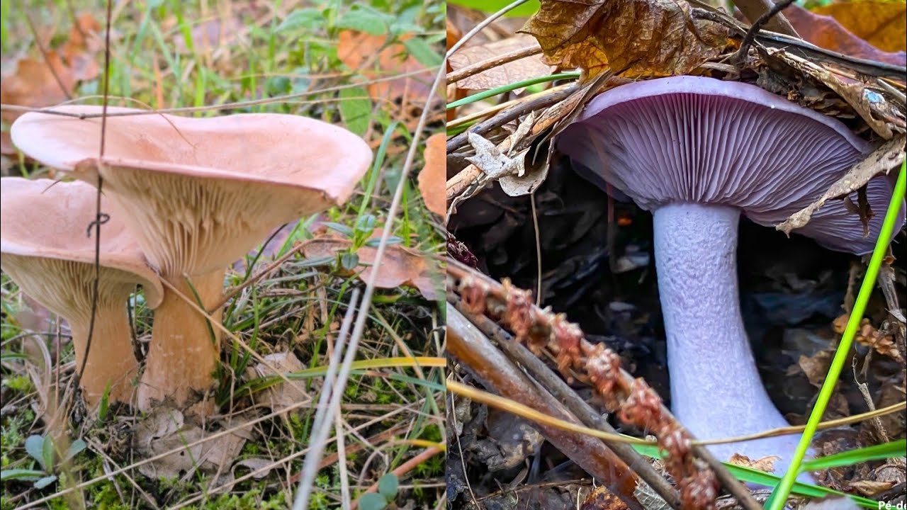 COLLYBIA NUDA & INFUNDIBULICYBE GEOTROPA, ultimi ritrovamenti in macchia mediterranea. Febbraio 2026