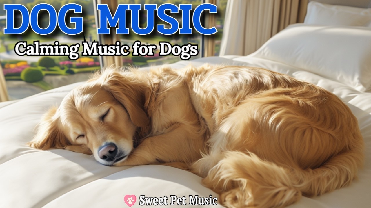 20 Hours of Calming Dog Music🦮💖Sleep Aid & Anxiety Relief for Nervous Dogs🎵💤Pure Harmony Dog TV