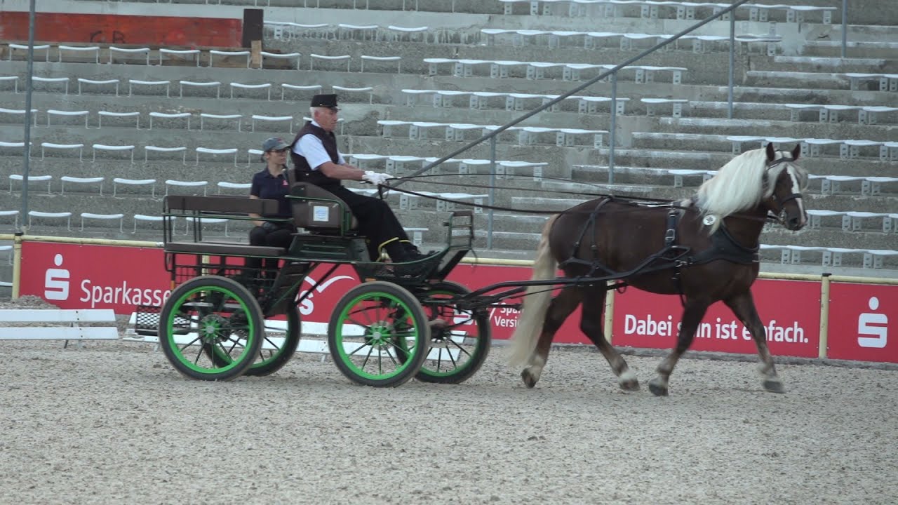 36. Ramon - SchwK Hengst - LP Ziehen und Fahren im HuL Gest&uuml;t Marbach am 14.09.2021 - Dressur