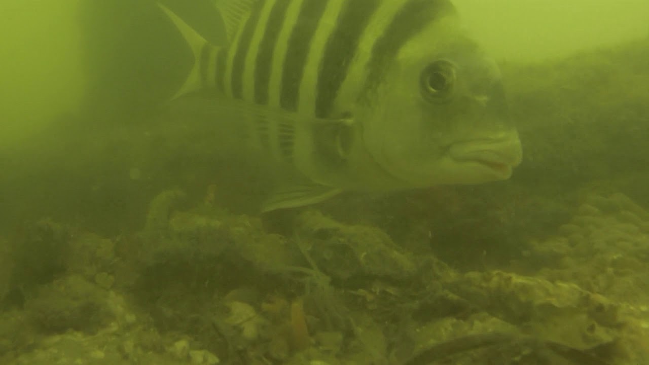 Underwater Footage of Sheepshead around Docks and Jetties