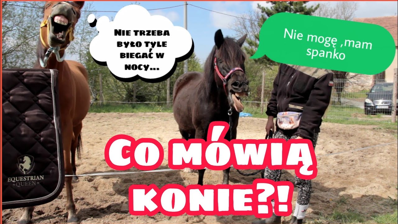 Co myślą konie ? Śmieszny filmik