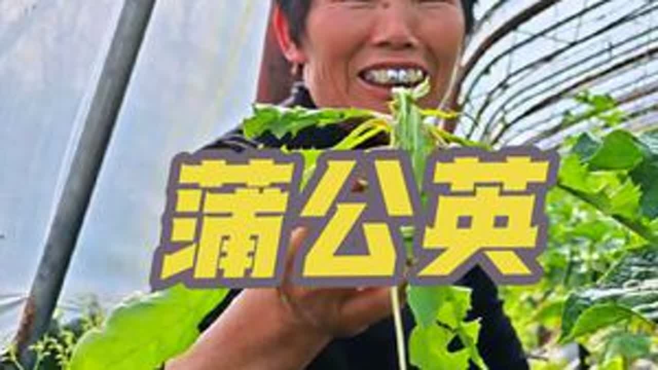 蒲公英的奇妙蜕变:从路边野草到美味蒸菜#野菜蒲公英 #新农人计划2025 #记录我的农村生活 #农村美食 #春天的味道