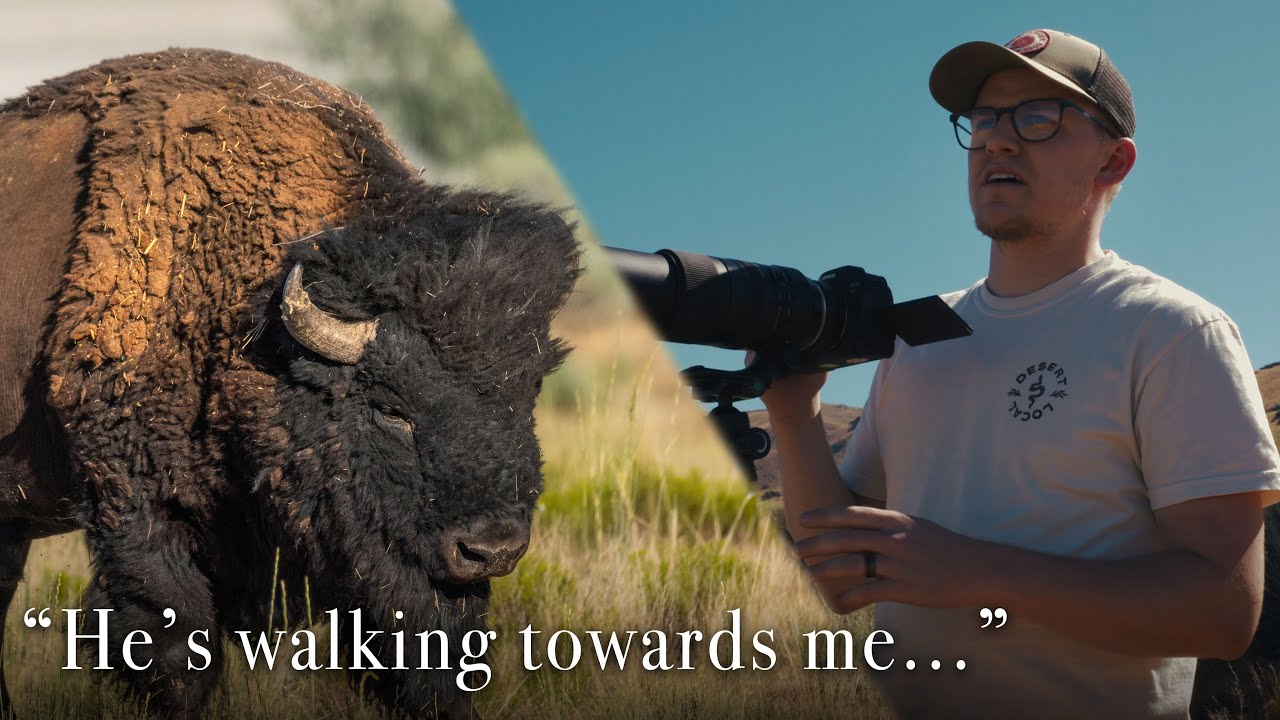 Close Encounter with a Bison!  Wildlife Photography on Antelope Island