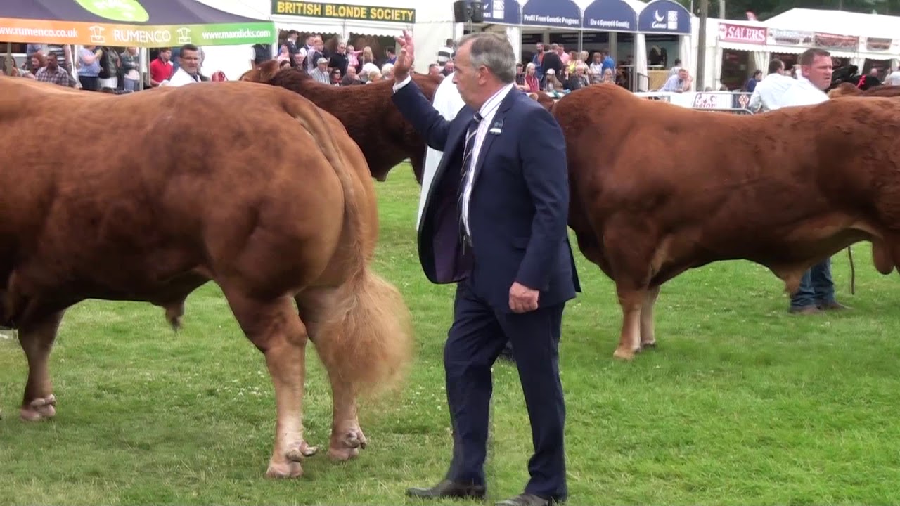 Limousin Judging at the Royal Welsh Show 22 July 2019