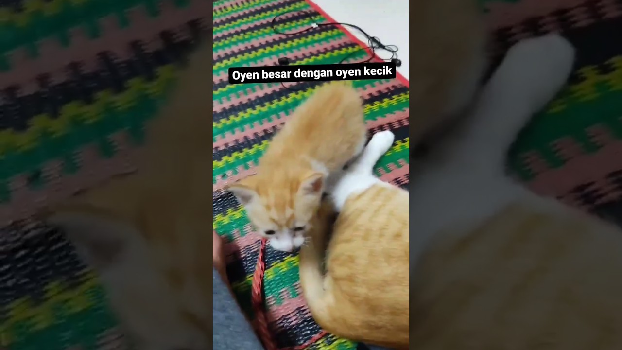 #oyen