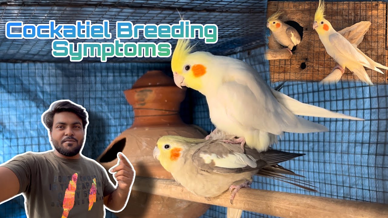 Cockatiel Birds Breeding Symptoms | Cockatiel Birds Eggs Laying Symptoms |