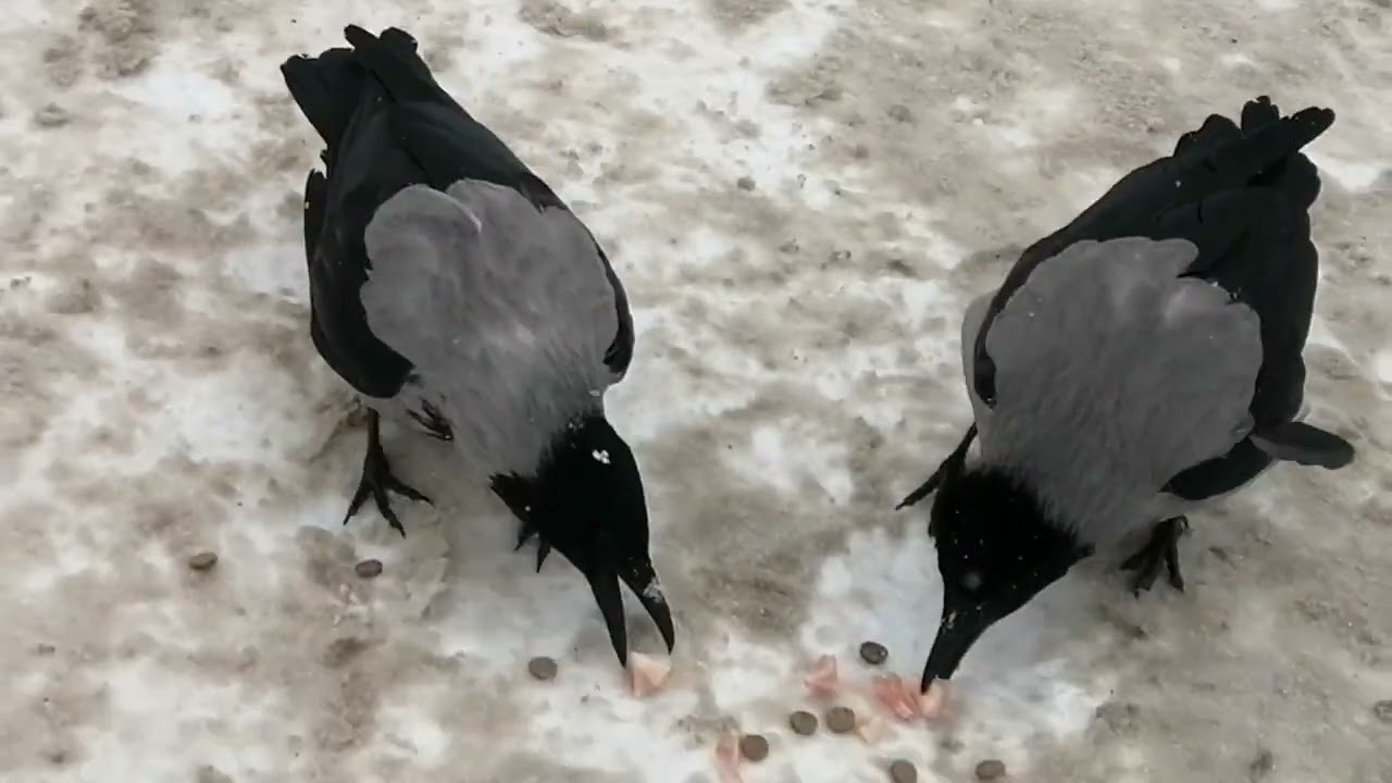 Two rival clans have a dispute over territory #crow / Два клана ворон не могут поделить территорию 