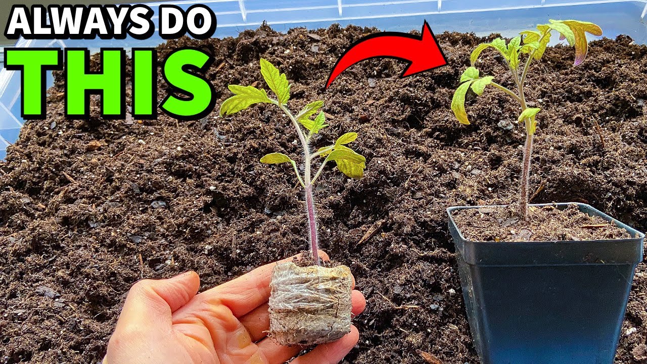 The EASY Way To Up Pot Transplants And Separate Seedlings