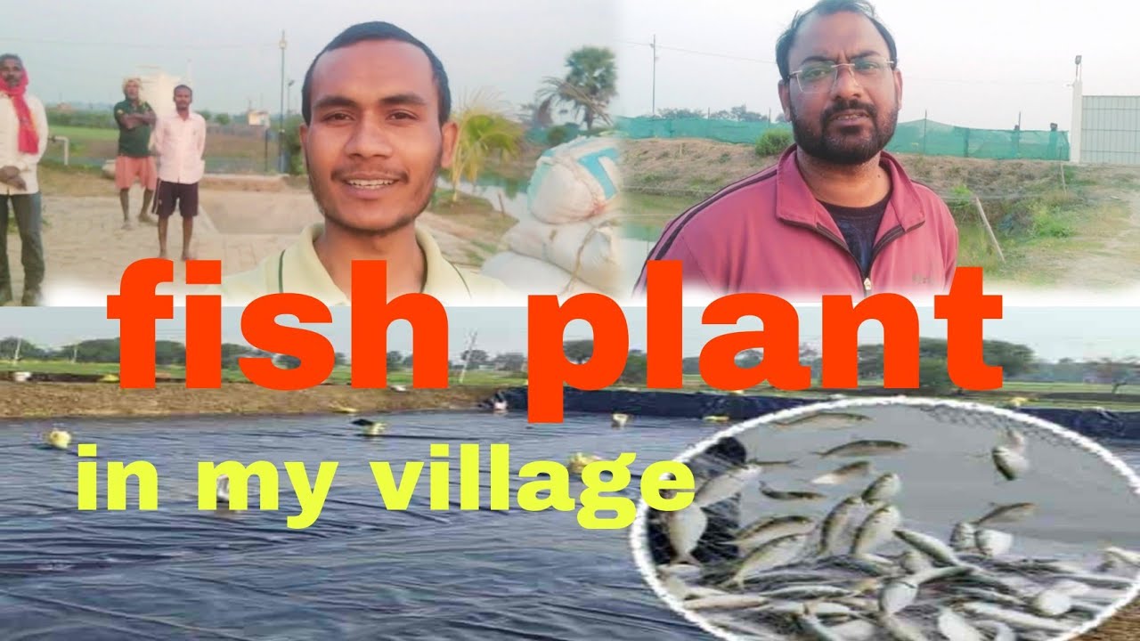 मेरे गाँव में Fish Plant 🐟😍 | Fish Farming in Village | Village Vlog