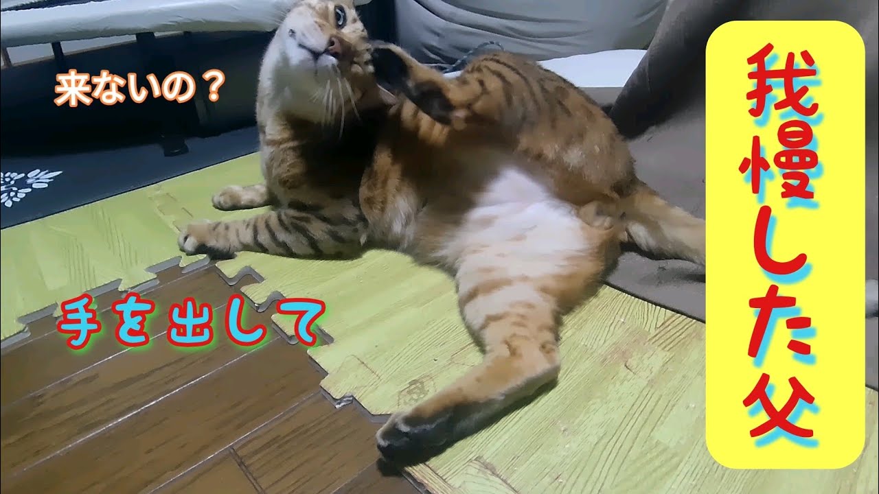 へそ天するムギに耐える父