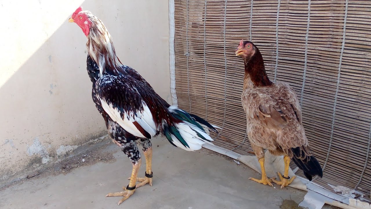 Jageeri Aseel vs Sindhi Aseel bidrs #aseelmurga #aseel #aseelbirds #JageeriaseelvsSindhiaseel