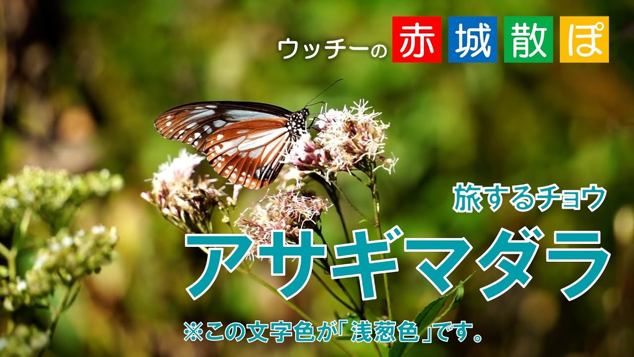 ウッチーの赤城散ぽ　旅するチョウアサギマダラ#5