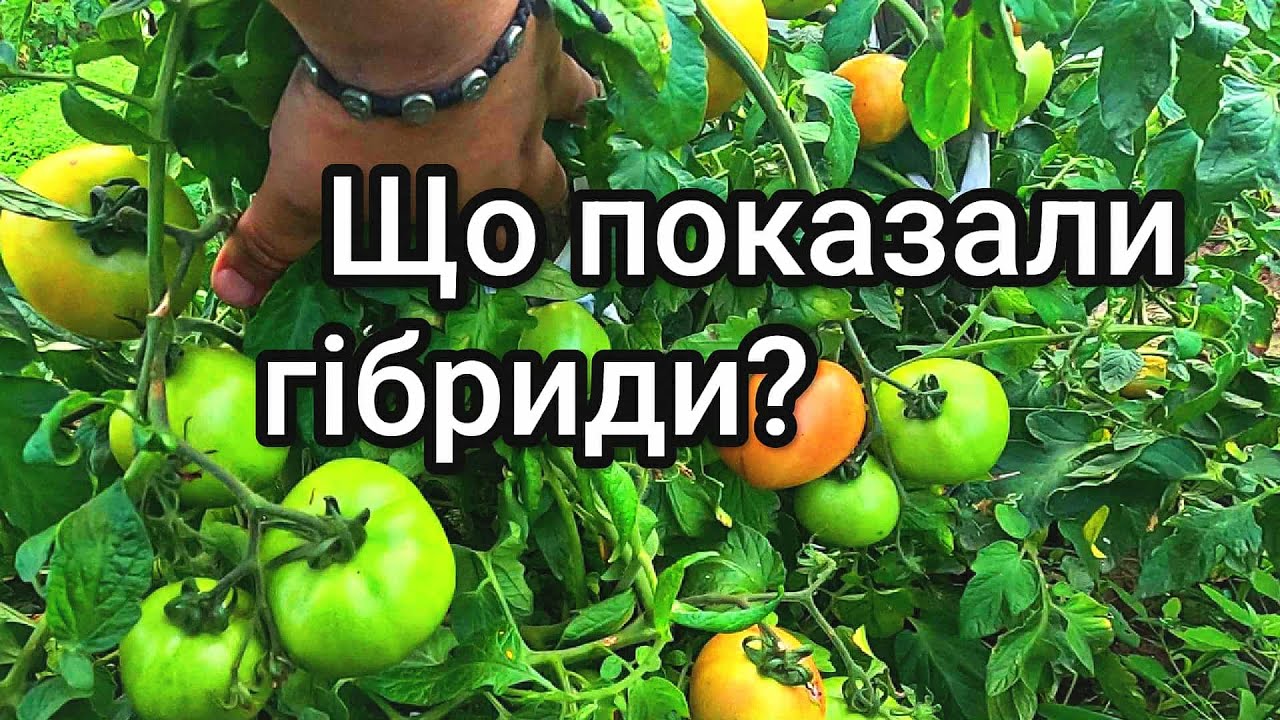 Огляд кращих гібридів томатів в цьому сезоні