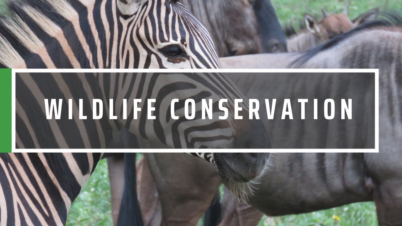 Wildlife Conservation Volunteering Abroad | GVI