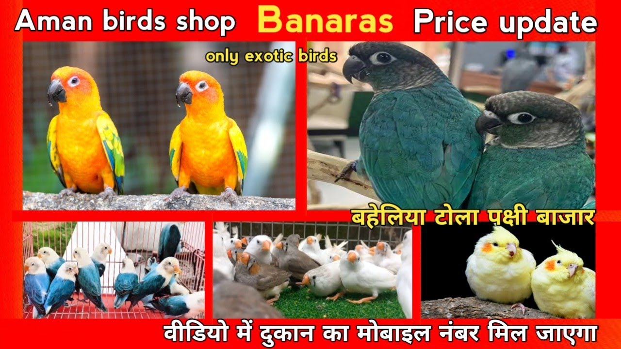 Baheliya tola birds market Banaras Aman birds shop