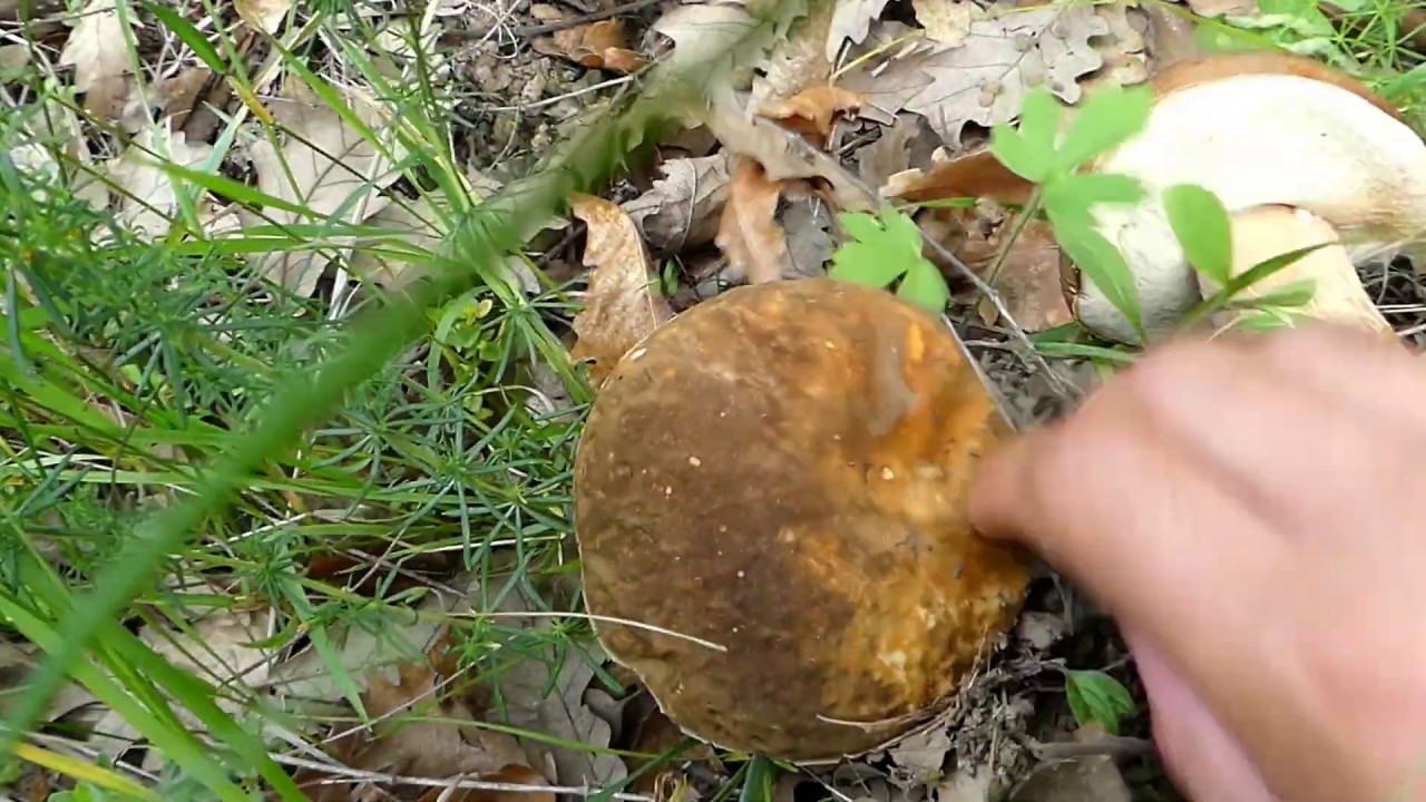 Hrastov vrganj - Boletus quercicola 8 Jun 2020