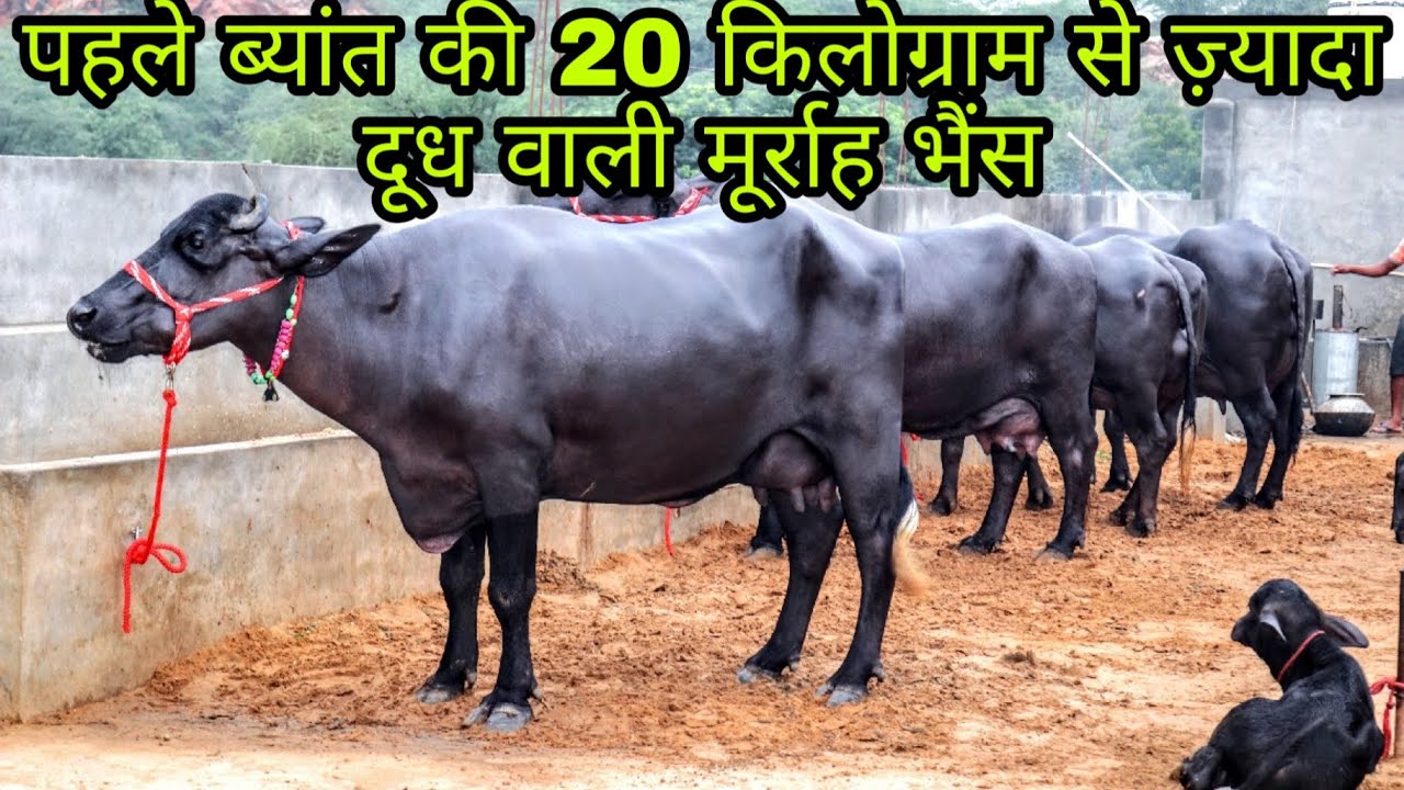 FOR SALE - Top Class Murrah Buffaloes 🐃 at Pandwan,Dadri(Haryana)
