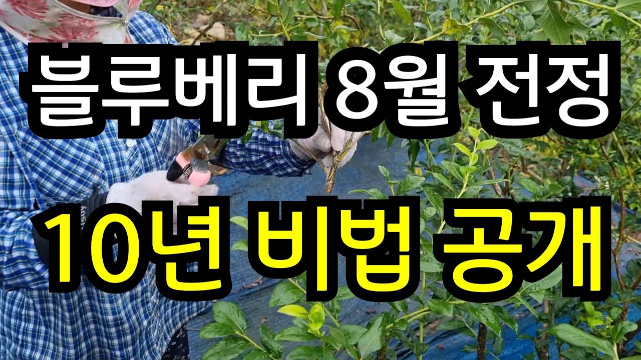 블루베리 수확후 여름전정10년 비법 전수