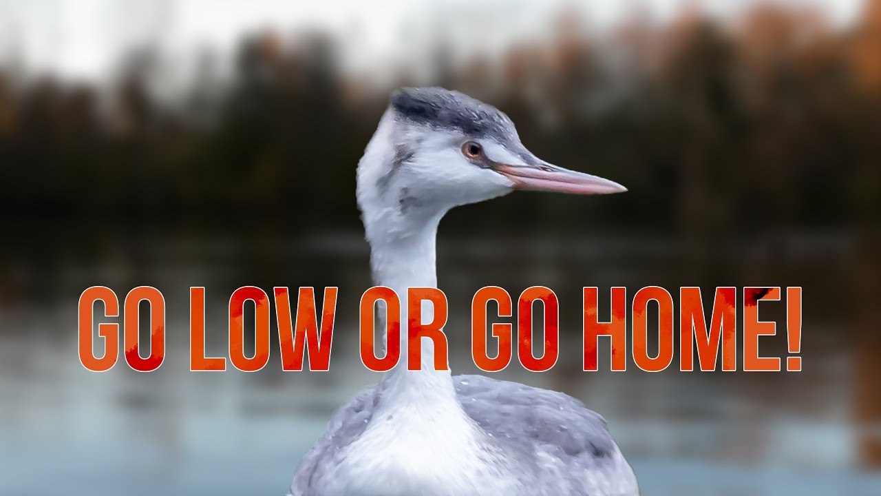 WATER BIRD PHOTOGRAPHY With Nikon Z6