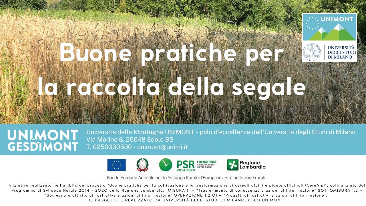 Buone pratiche per la raccolta della Segale