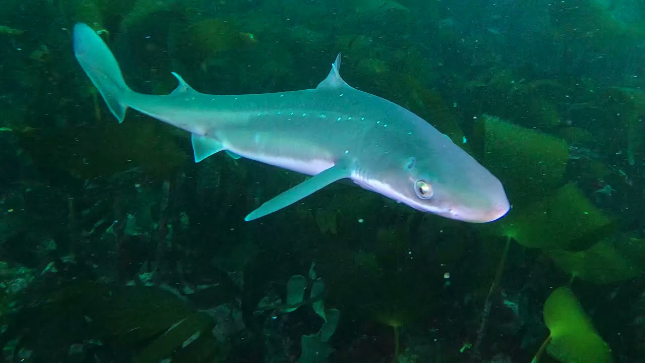 Spiny dogfish shark: pigghå scuba diving in Jæren, Norway 4K