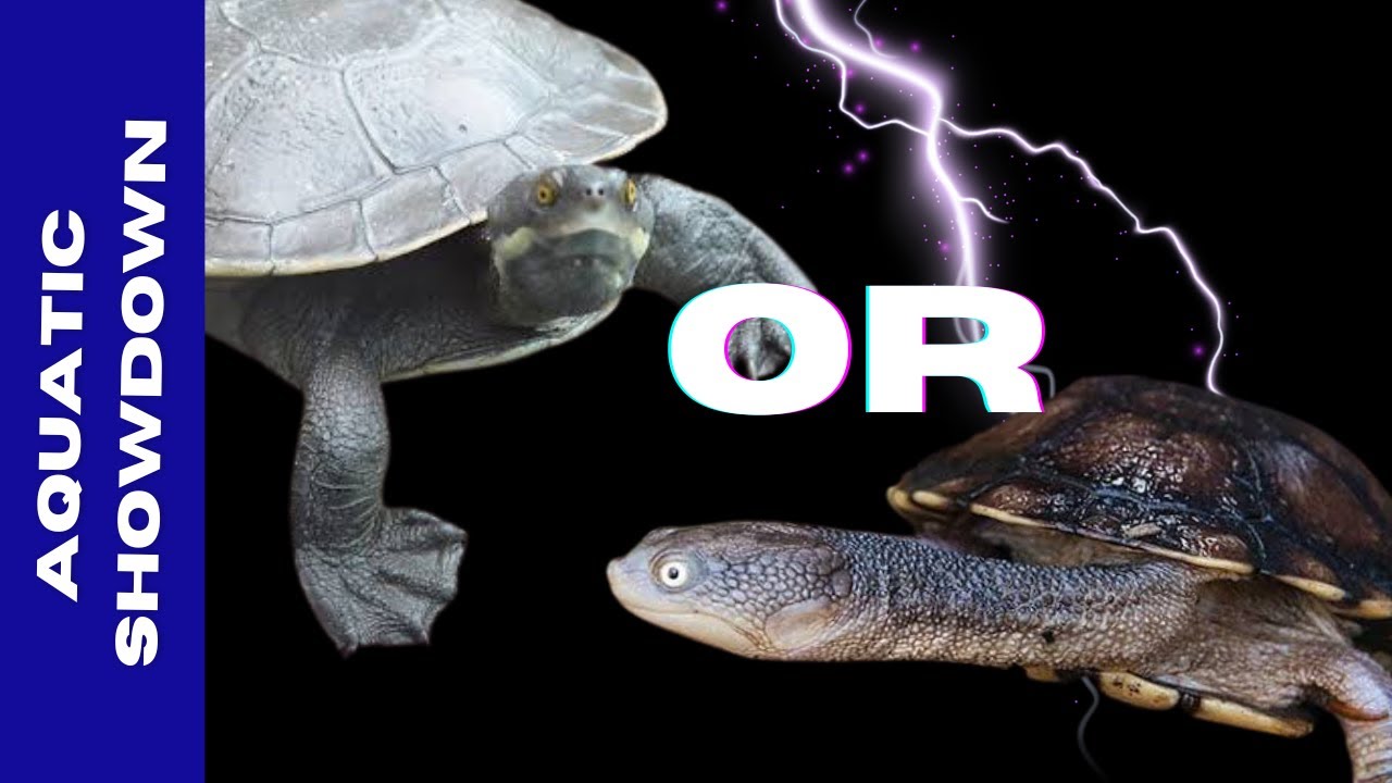 The BEST Pet Australian TURTLE!