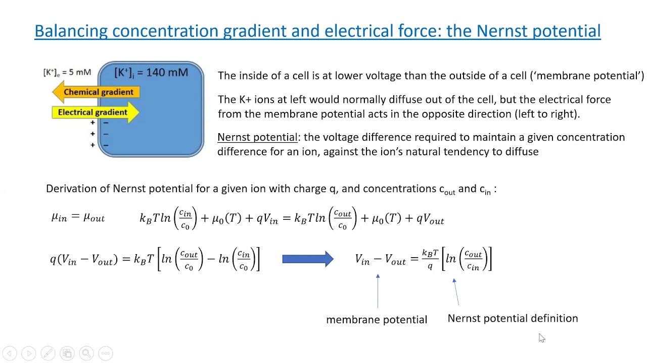 PHYS 410: Nernst potential and Donnan equilibrium