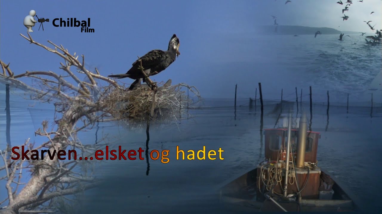 Skarven - elsket og hadet