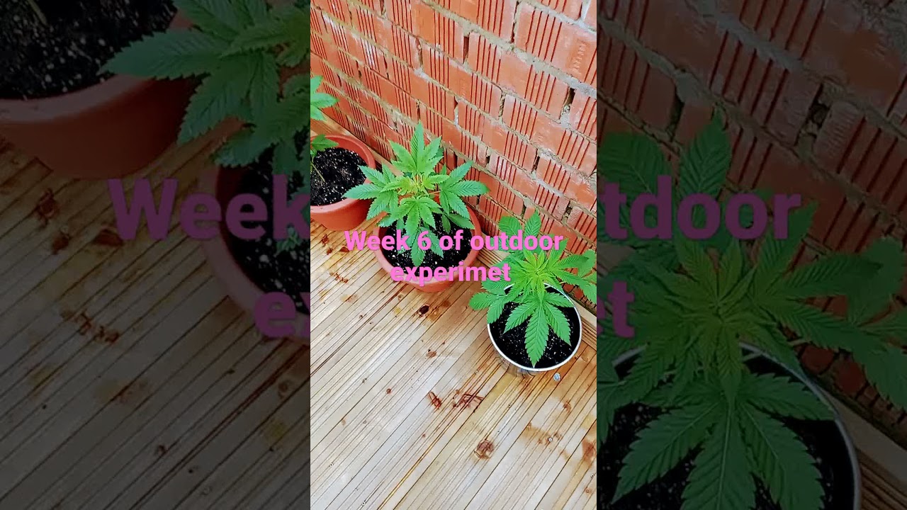 outdoor grow experiment 🇬🇧