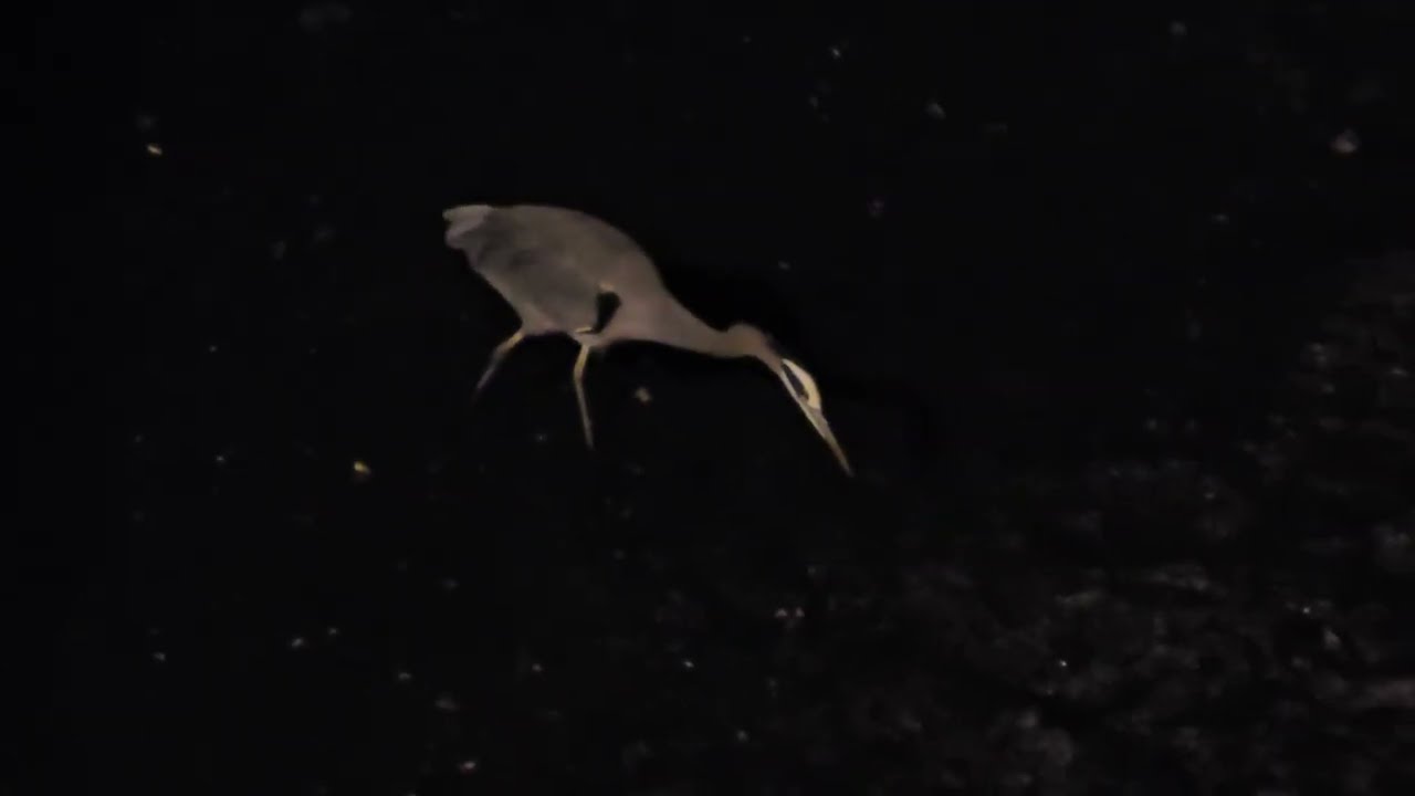 Great Blue Heron Hunting at Night in Downtown Olympia (no commentary)