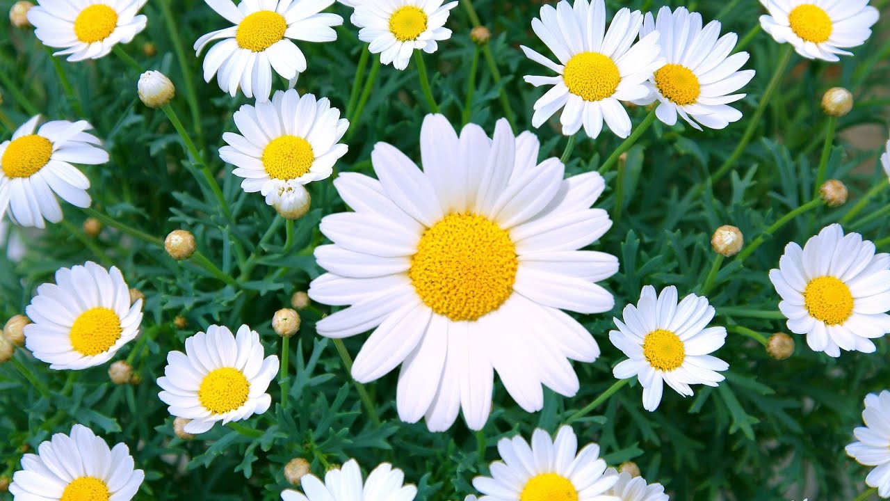 Happy weakened... ✨️