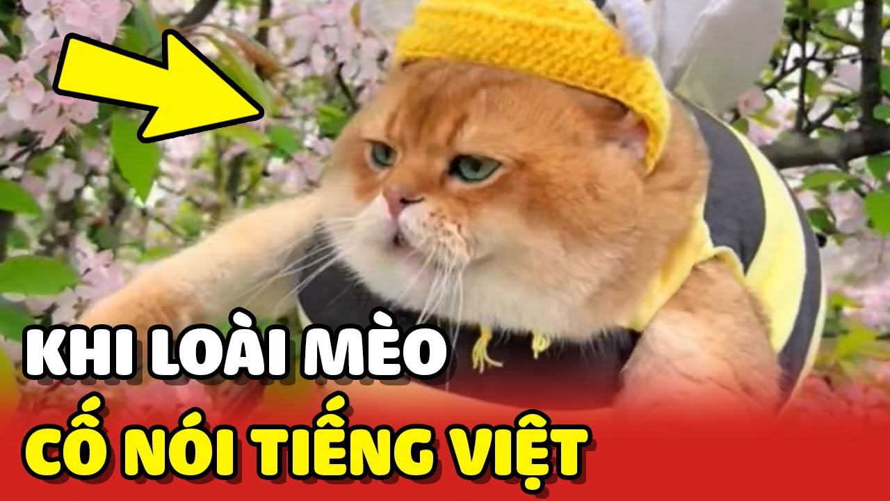 Những khoảnh khắc khi lo&agrave;i m&egrave;o tập n&oacute;i Tiếng Việt 😂